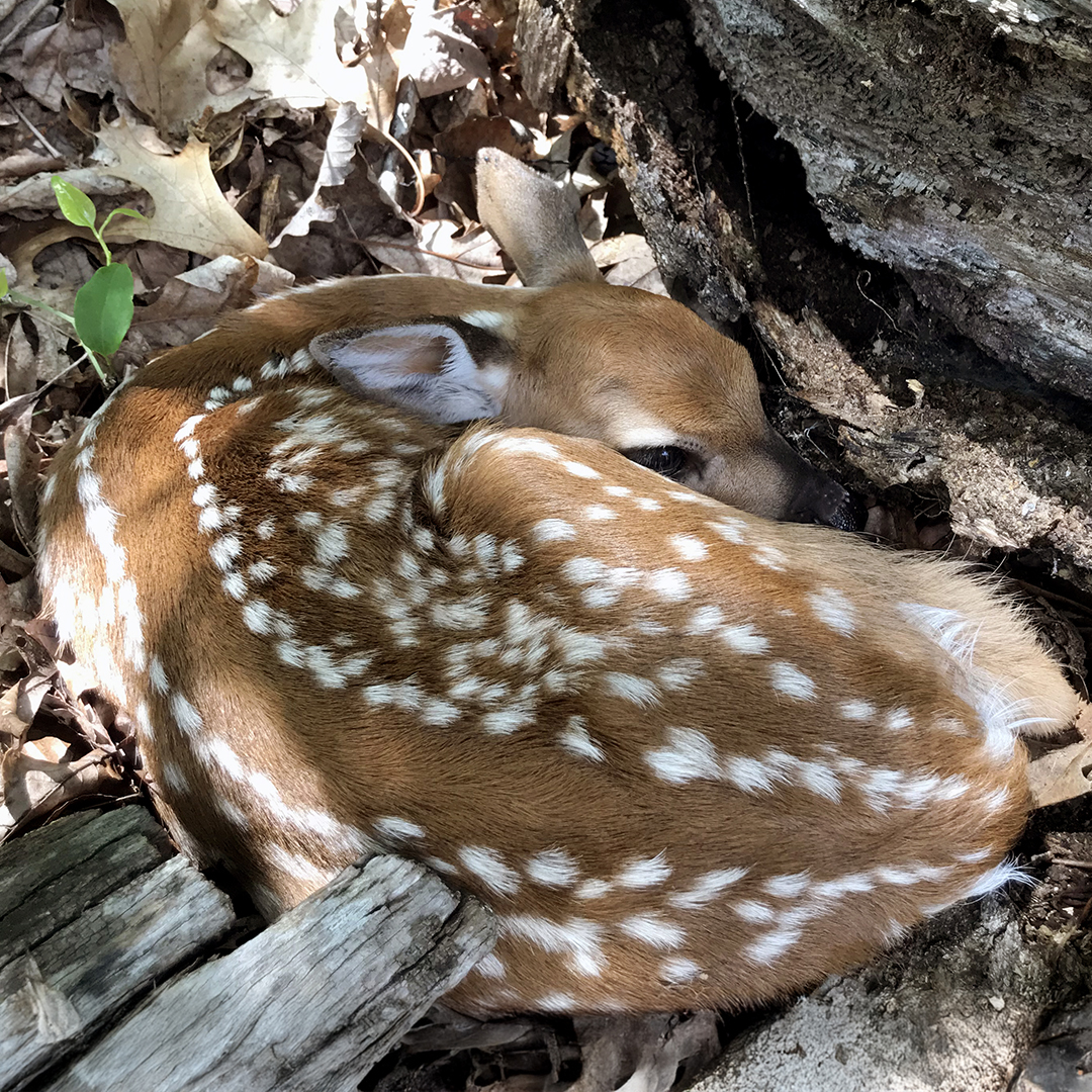 Fawn Image